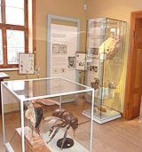 Ausstellung Bienenmuseum